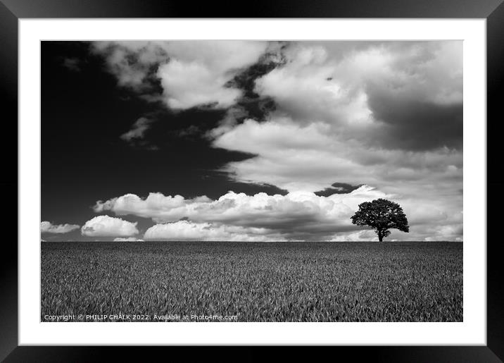 Lone tree in a field 721 Framed Mounted Print by PHILIP CHALK