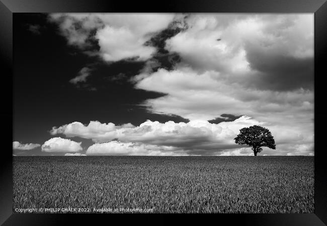 Lone tree in a field 721 Framed Print by PHILIP CHALK
