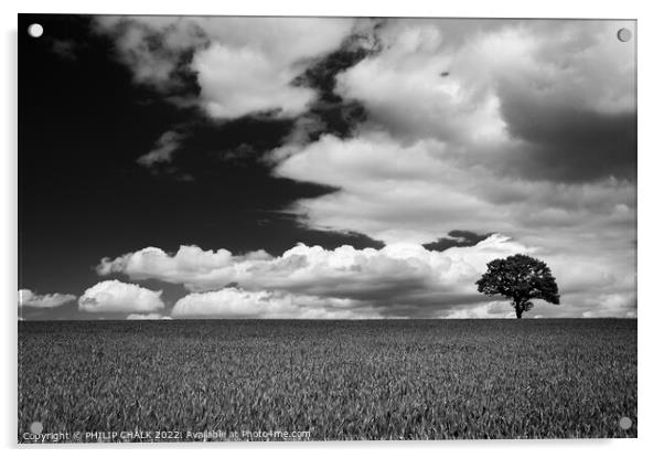 Lone tree in a field 721 Acrylic by PHILIP CHALK