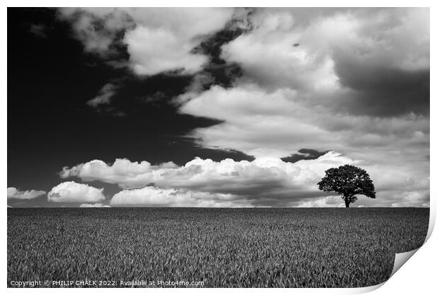 Lone tree in a field 721 Print by PHILIP CHALK