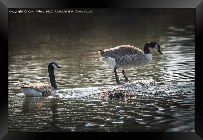 Canada geese searching to build a nest Framed Print by Kevin White