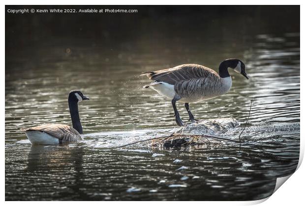 Canada geese searching to build a nest Print by Kevin White