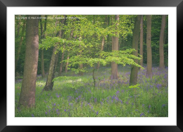 bluebell Wood Framed Mounted Print by Paul Andrews