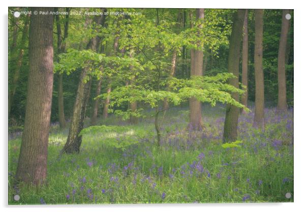 bluebell Wood Acrylic by Paul Andrews