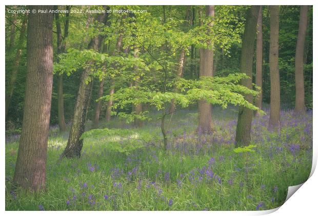 bluebell Wood Print by Paul Andrews