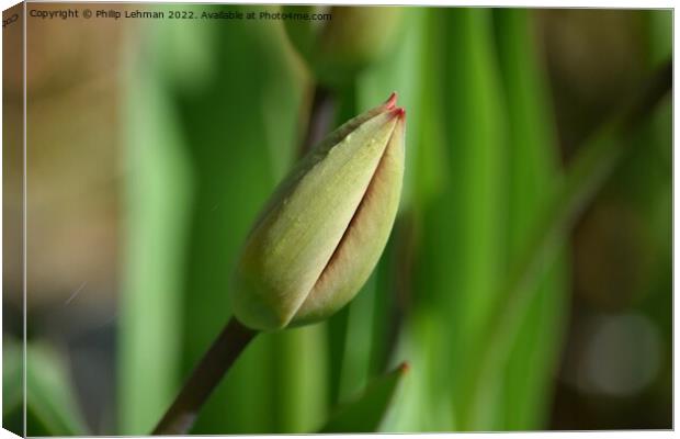 Closed Tulips 1A Canvas Print by Philip Lehman