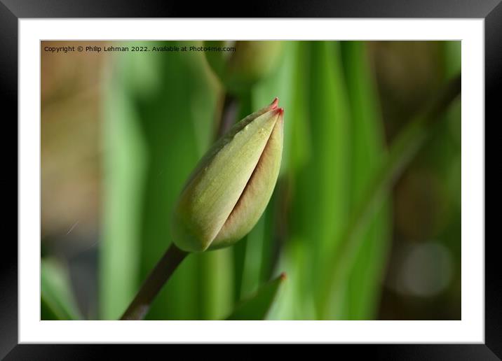 Closed Tulips 1A Framed Mounted Print by Philip Lehman