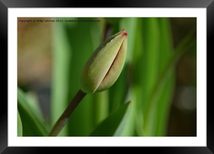 Closed Tulips 2A Framed Mounted Print by Philip Lehman