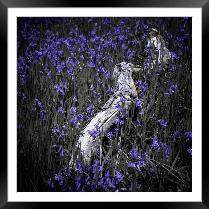 Serenity in Woodland Flowers Framed Mounted Print by David McGeachie