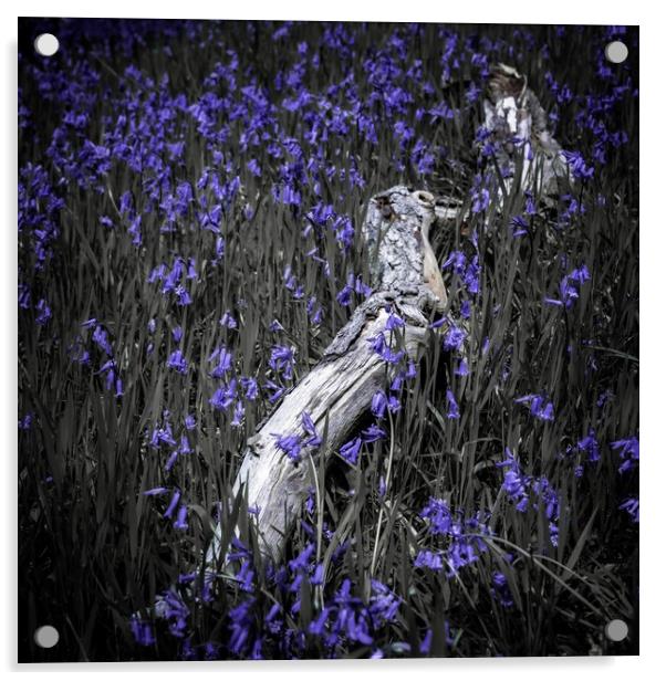 Serenity in Woodland Flowers Acrylic by David McGeachie