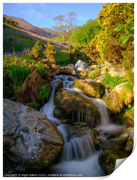 Squat Beck, Rannerdale Print by Nigel Wilkins