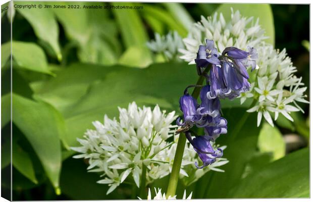 English Wild Flowers - Bluebell and Wild Garlic Canvas Print by Jim Jones