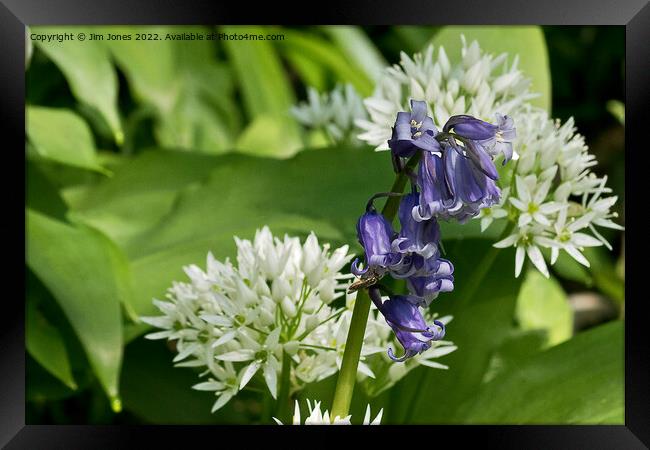 English Wild Flowers - Bluebell and Wild Garlic Framed Print by Jim Jones
