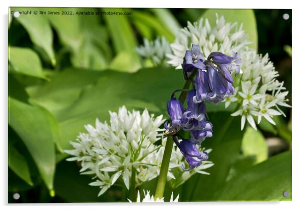 English Wild Flowers - Bluebell and Wild Garlic Acrylic by Jim Jones
