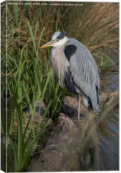 Grey heron looking for food  Canvas Print by Kevin White