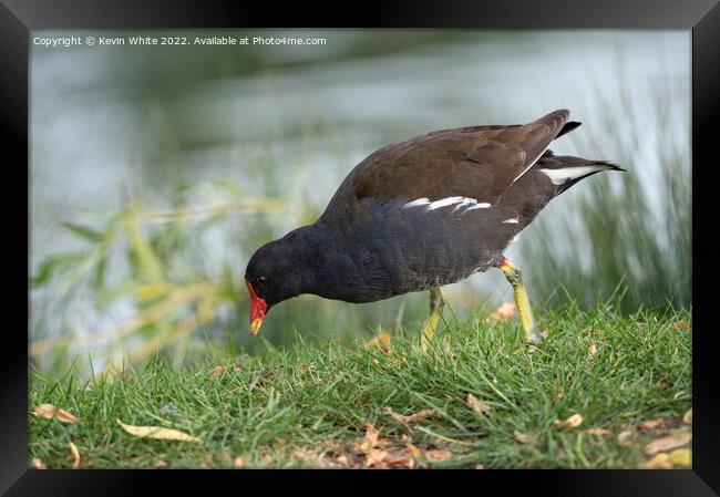 Moorhen grazing on the side of a lake Framed Print by Kevin White