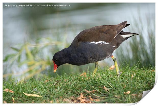 Moorhen grazing on the side of a lake Print by Kevin White