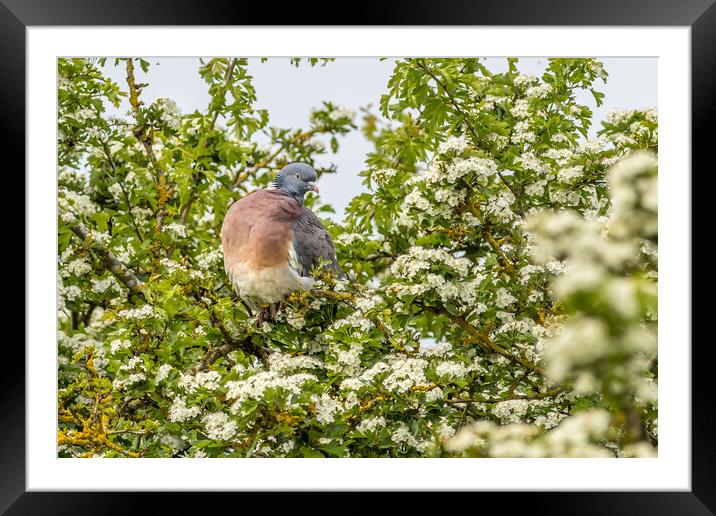 Woodpigeon (Columba palumbus) Framed Mounted Print by chris smith