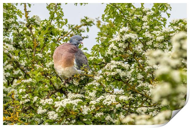 Woodpigeon (Columba palumbus) Print by chris smith