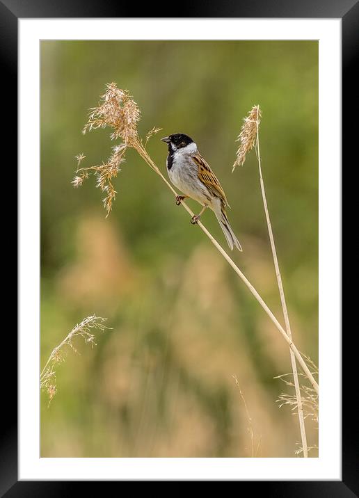 Reed bunting (Emberiza schoeniclus) Framed Mounted Print by chris smith