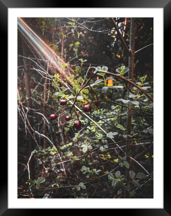 Wild Berries Framed Mounted Print by Craig Weltz