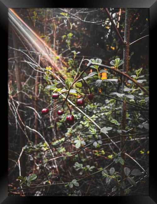 Wild Berries Framed Print by Craig Weltz