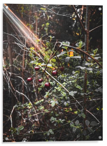 Wild Berries Acrylic by Craig Weltz