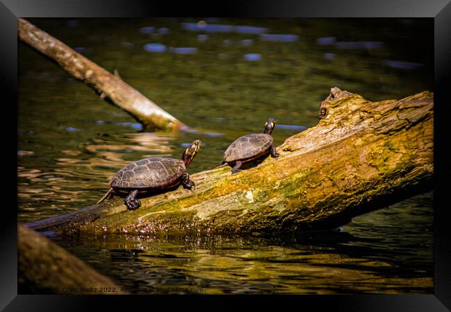2 Turtles on a log Framed Print by Craig Weltz