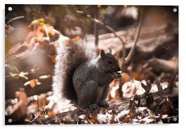 A squirrel on a log Acrylic by Craig Weltz