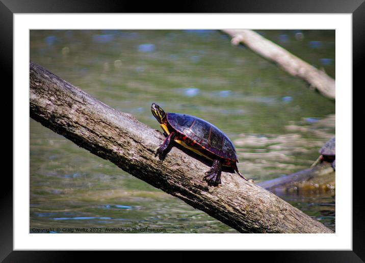Happy Turtle Framed Mounted Print by Craig Weltz