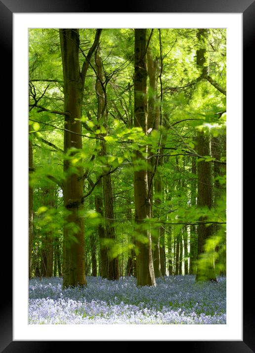 Plant tree Framed Mounted Print by Simon Johnson