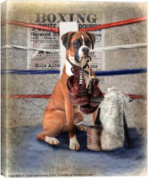  The Boxer Canvas Print by Trudi Simmonds