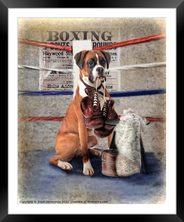  The Boxer Framed Mounted Print by Trudi Simmonds