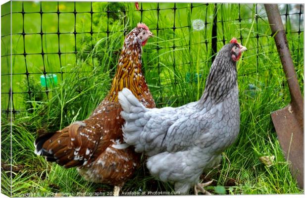 A pair of hybrid chickens Canvas Print by Tony Williams. Photography email tony-williams53@sky.com