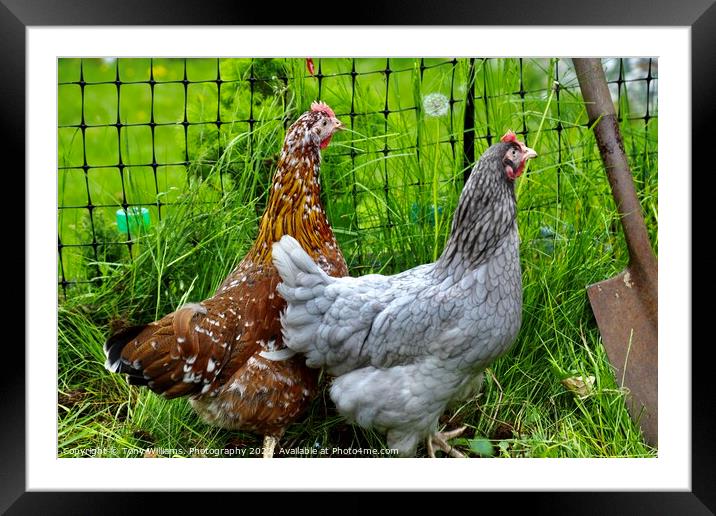 A pair of hybrid chickens Framed Mounted Print by Tony Williams. Photography email tony-williams53@sky.com