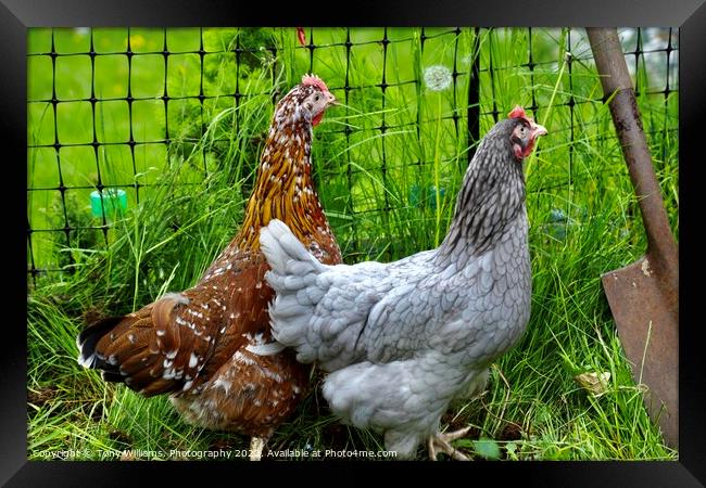 A pair of hybrid chickens Framed Print by Tony Williams. Photography email tony-williams53@sky.com