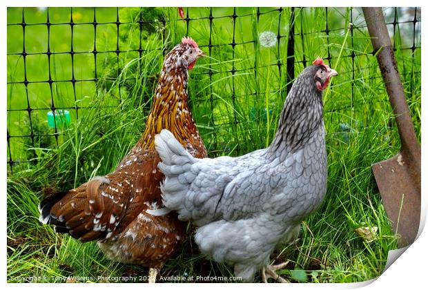 A pair of hybrid chickens Print by Tony Williams. Photography email tony-williams53@sky.com