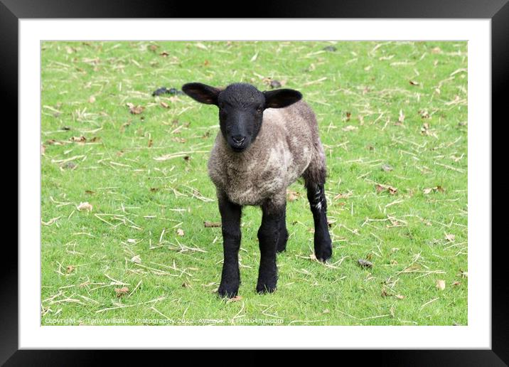 A sheep standing on top of a grass covered field Framed Mounted Print by Tony Williams. Photography email tony-williams53@sky.com