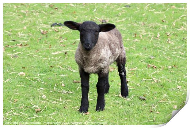 A sheep standing on top of a grass covered field Print by Tony Williams. Photography email tony-williams53@sky.com