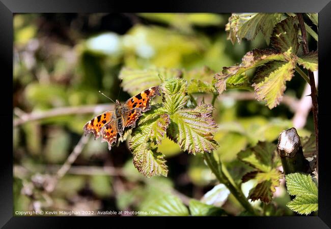 The Comma Butterfly Framed Print by Kevin Maughan