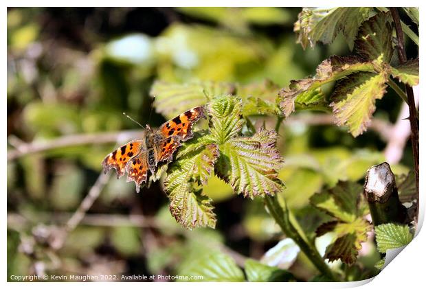 The Comma Butterfly Print by Kevin Maughan