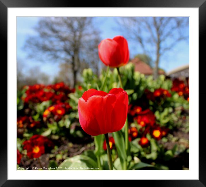A Close Up Of A Red Tulip Framed Mounted Print by Kevin Maughan