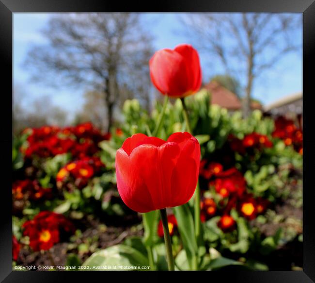 A Close Up Of A Red Tulip Framed Print by Kevin Maughan