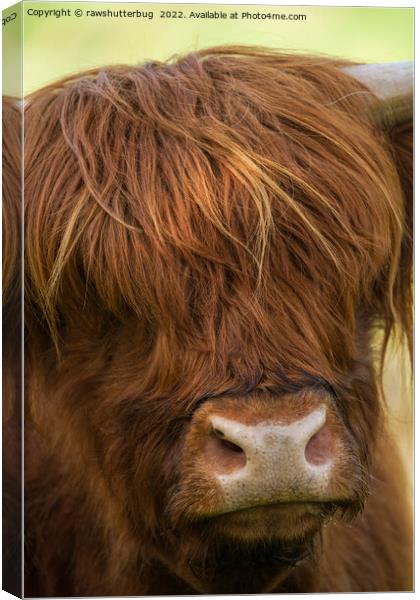 Highland Cow Face Canvas Print by rawshutterbug 