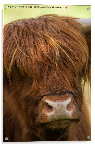Highland Cow Face Acrylic by rawshutterbug 