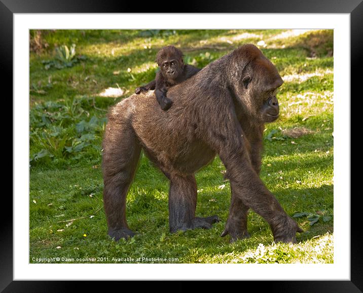 The Western Lowland Gorilla Framed Mounted Print by Dawn O'Connor