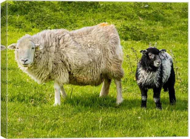 Herdwick Sheep - Mother and Lamb. Canvas Print by Colin Allen