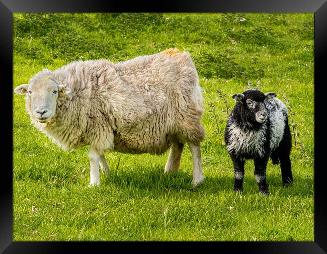 Herdwick Sheep - Mother and Lamb. Framed Print by Colin Allen