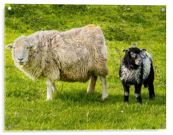 Herdwick Sheep - Mother and Lamb. Acrylic by Colin Allen