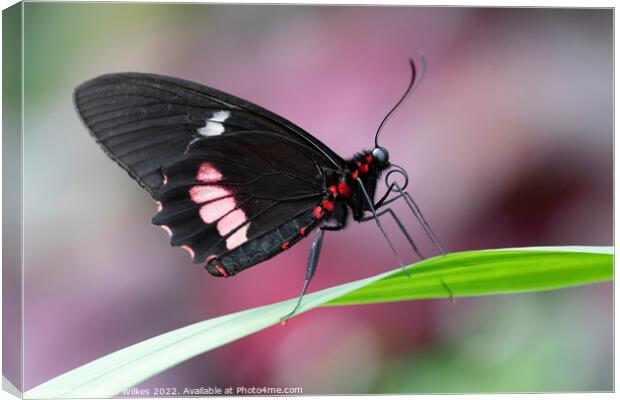 Ruby - Spotted Swallowtail Canvas Print by Darren Wilkes